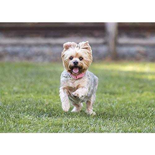 Small Breed Dry Dog Food Turkey K259