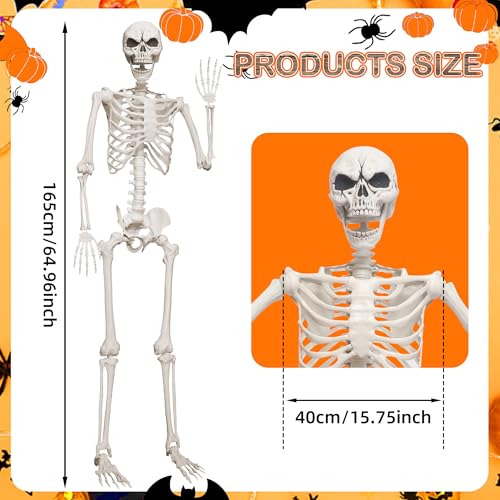 5.4ft Life Size Skeleton with Movable Joints V769