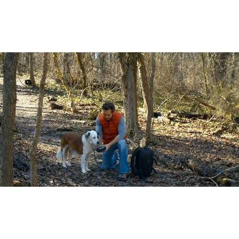 Dog Harness C356