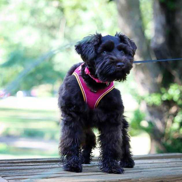 Mesh Harness K97812