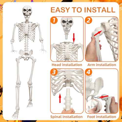 5.4ft Life Size Skeleton with Movable Joints V769